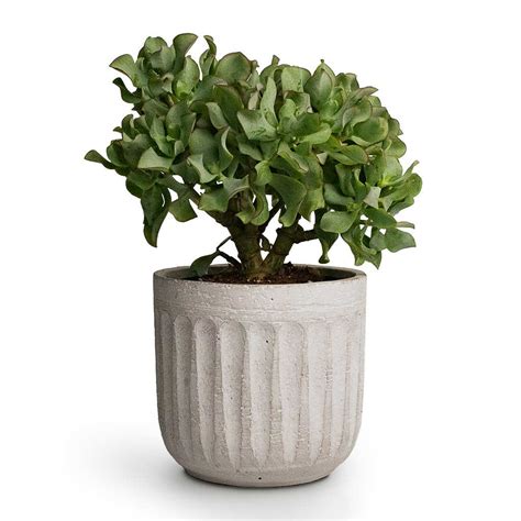 Crassula Ovata Undulata Curly Jade Plant Succulents Hortology