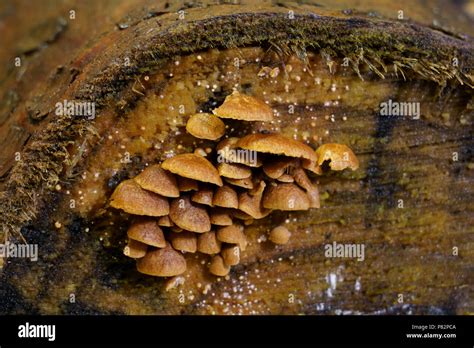 Fungi Growing On End Of Damp Cut Firewood Log In Logpile In Winter