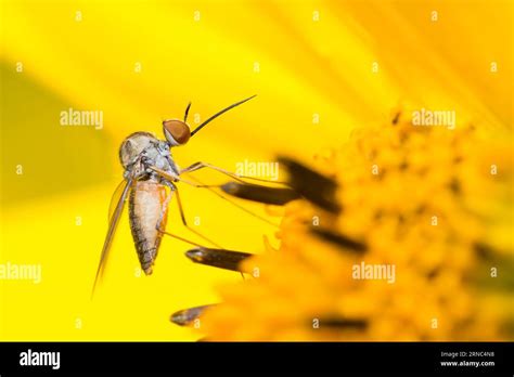 Geron Calvus Hi Res Stock Photography And Images Alamy