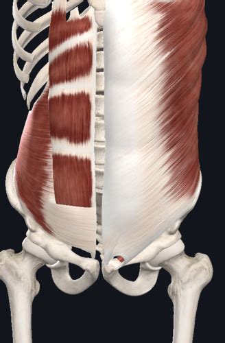 Abdomen Flashcards Quizlet