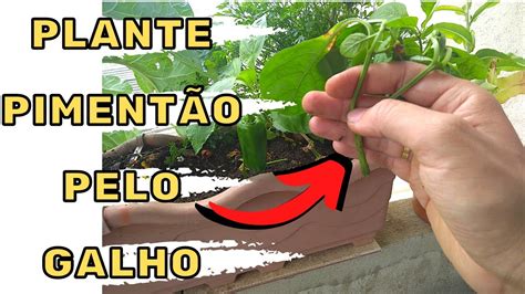 Como fazer Estaquia de pimentão Plante sem semente YouTube