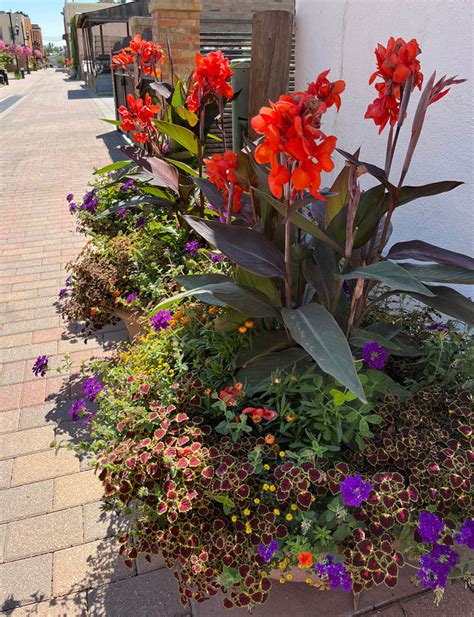 Local Garden Spotlight Downtown Fort Collins Containers And Planting