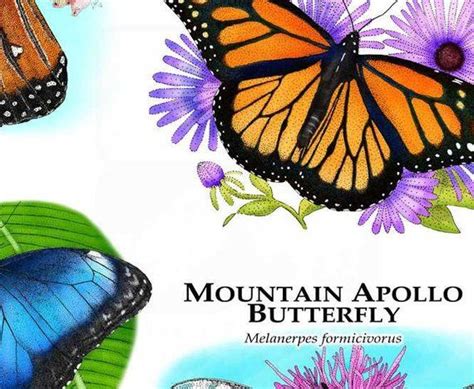 Butterflies Of North America Poster Print Etsy Butterfly Poster