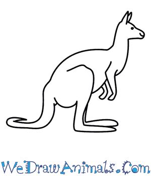 Kangaroo Drawing Step Step