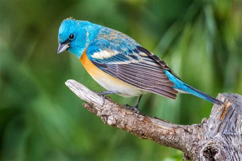 Lazuli Bunting Female Passerina Amoena Stock Image - Image of brown ...