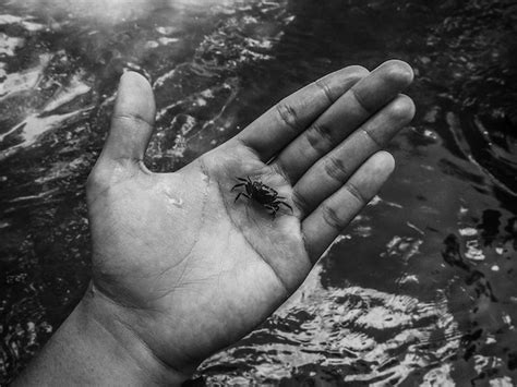 Premium Photo Cropped Hand Of Man Holding Crab In Lake