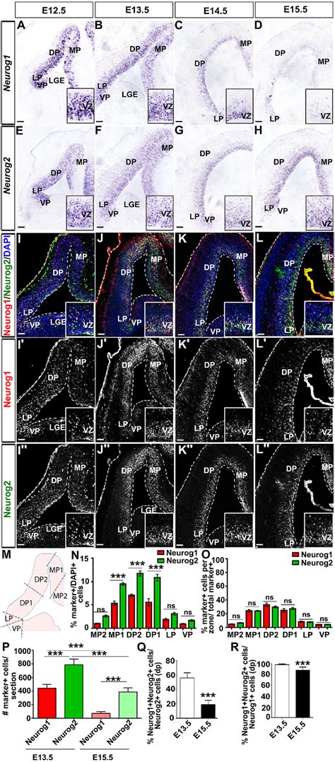 Figure 1 From A Non Canonical Role For The Proneural Gene Neurog1 As A