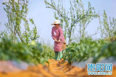 貴安新區湖潮鄉： 打好全年農業生產「第一仗」 每日頭條