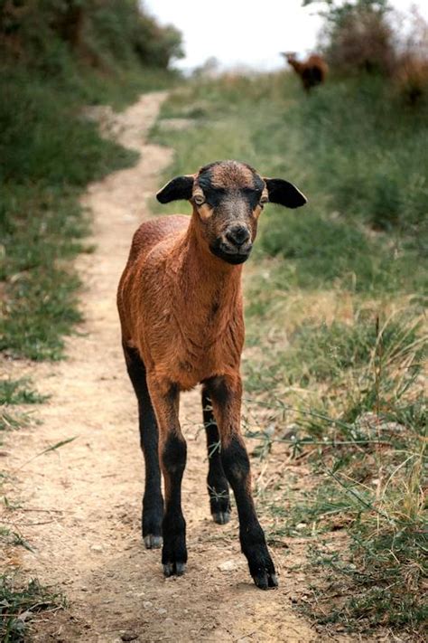 Brown Sheep on Path · Free Stock Photo