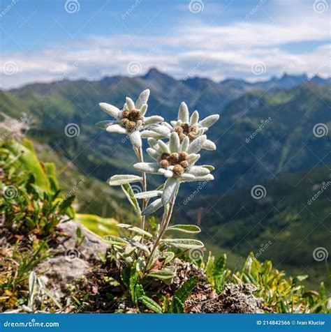 Top Des Plus Belles Fleurs De Montagne