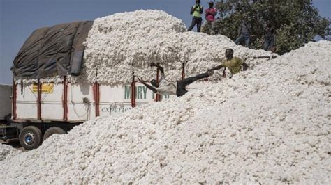 Le Mali C De Sa Place De Premier Producteur Africain De Coton Au B Nin