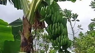 KEBUN PISANG 🍌Degan bermacam macam jenis pisang🍌 | Doovi