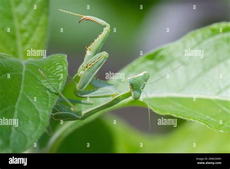 Arizona Praying Mantis (Stagmomantis limbata) nymph Stock Photo - Alamy