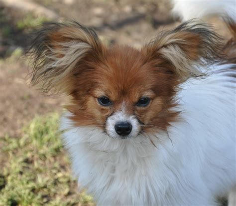 Roads End Papillons 7 Months Old Papillon Phalene Papillon Dog