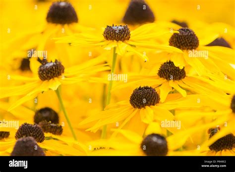 Rubeckia fugida in full flower Stock Photo - Alamy