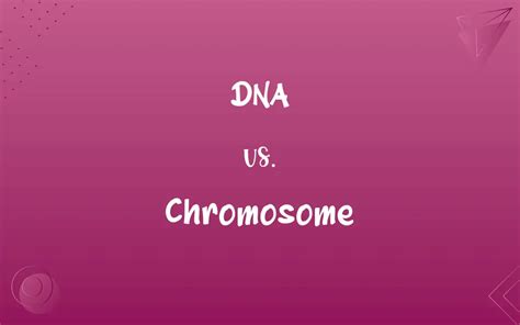 DNA vs. Chromosome: Know the Difference