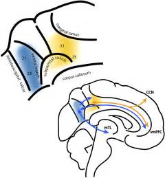 Fractionating The Default Mode Network Distinct Contributions Of The Ventral And Dorsal