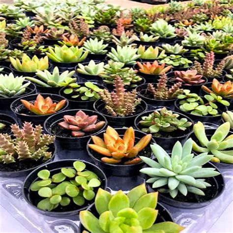 Plantas Suculentas Mudas Coloridas Kit C F Cil Cultivo Flores Na Web