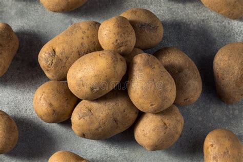 Raw Organic Russet Potatoes Stock Photo Image Of Nutrition Heap