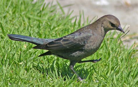 Brewer S Blackbird