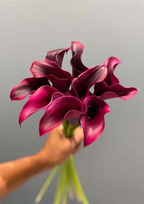 Dark Burgundy Calla Lilies Mayflower Studio