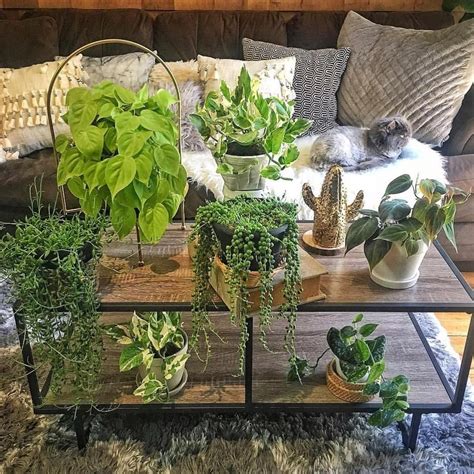 Coffee Table With Plants Coffee Table Plants Indoor Plants Plants