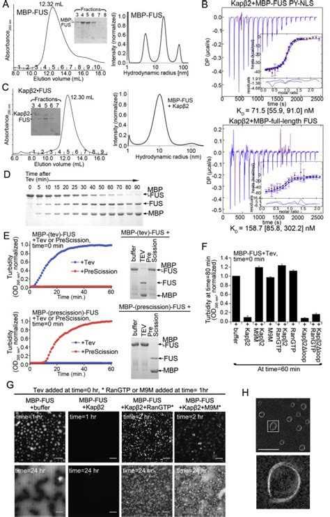 Nuclear Import Receptor Inhibits Phase Separation Of Fus Through