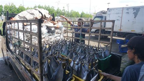 Harga Ikan Di TPI Pekalongan Fluktuatif