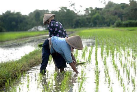 30 Gambar Tanam Padi Di Sawah Yang Lagi Ngetrend Informasi Seputar