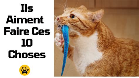 Les Choses Que Les Chats Aiment Faire Top Des Choses Que Les Chats