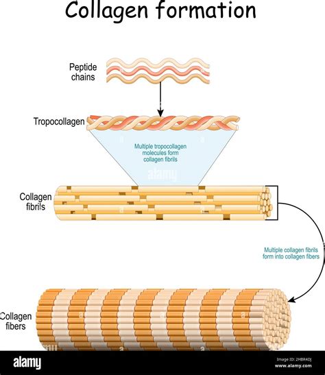 Collagen formation. From Peptide chains to Multiple tropocollagen ...