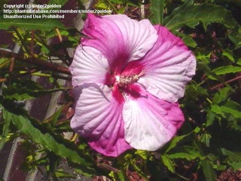 Plantfiles Pictures Hardy Hibiscus Rose Mallow Swamp Mallow Turn Of The Century Hibiscus