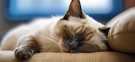 Discover The Cognitive And Health Benefits Of Napping With The Science