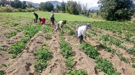 Agricultores Dan El Salto Tecnol Gico Y Crean Mercado Online En Ecuador