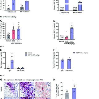 GDF15 And FGF21 Show A Synergic Action In Mediating Tunicamycininduced