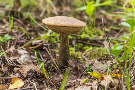 Pilz Rauer Steinpilz Pilze Kostenloses Foto Auf Pixabay