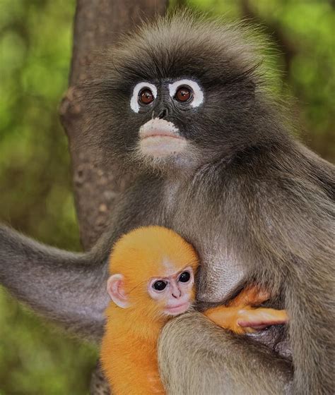 Dusky Langur And Infant by Troup Dresser