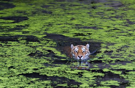 Wildlife Photos: Sumatran Tigers Swim