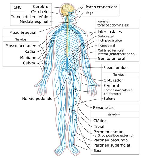 Esquema Del Sistema Nervioso Humano Curiosoando