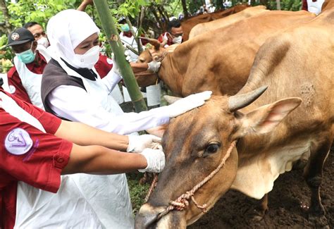 Tinjau Percepatan Revaksinasi Pmk Di Jember Gubernur Khofifah Se