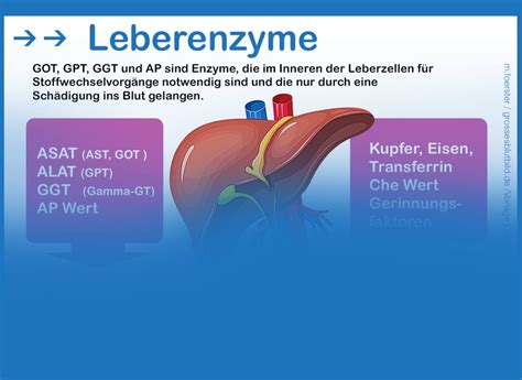 Bersicht Alle Leberwerte Als Tabelle Indikatoren Der Lebergesundheit