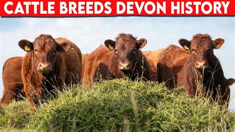 ⭕ Cattle Breeds Devon History Devon Cattle Bulls Youtube