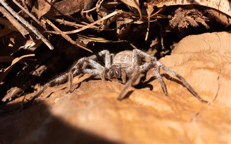 A Massive Huntsman Spider I Found While Chopping Wood In Outback