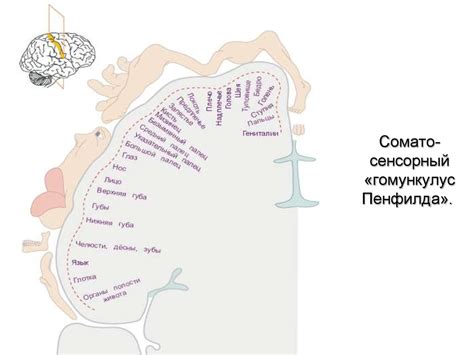 Психология, как наука - презентация онлайн