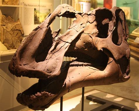 Pictures And Profiles Of Duck Billed Dinosaurs