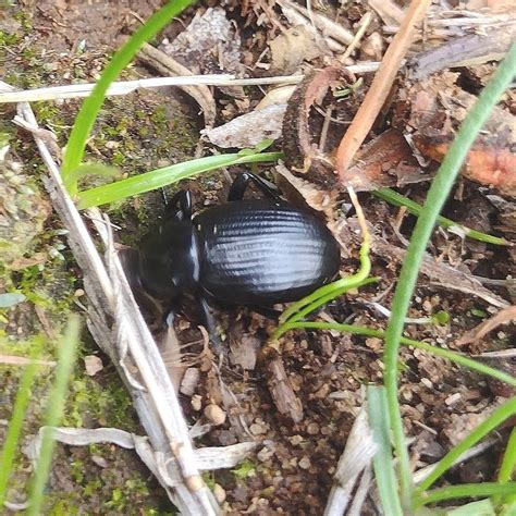 Desert Stink Beetles In July 2022 By Jaqueline Franco INaturalist