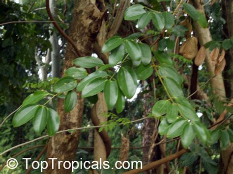 Cinnamomum zeylanicum, Cinnamomum verum (Common name: Cinnamon) | Top ...