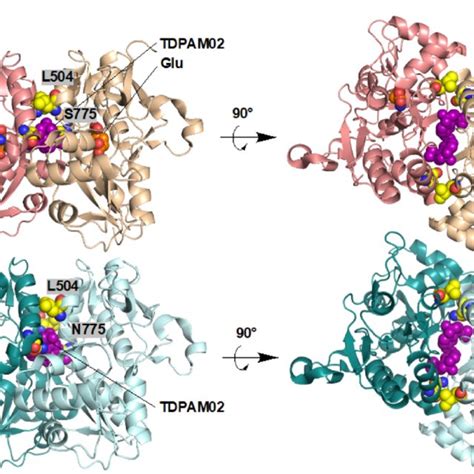 Structures of positive allosteric modulators. | Download Scientific Diagram