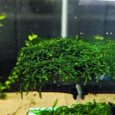 Weeping Moss "Vesicularia Ferriei" Aquarium Moss For Sale