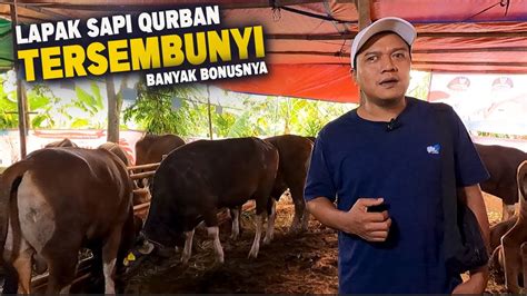 Lapak Sapi Qurban Tersembunyi Tapi Laris Manis YouTube